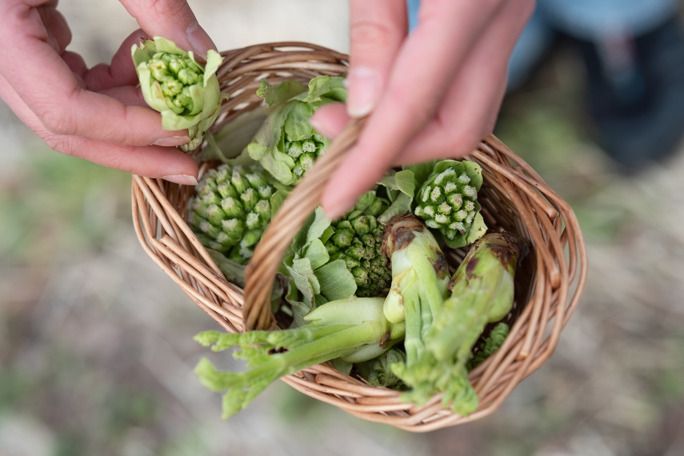 【春季限定】春の山菜狩り体験付プラン！上州牛＆群馬麦豚をすき焼きで食べ比べ×濃厚な平飼い卵の朝食付