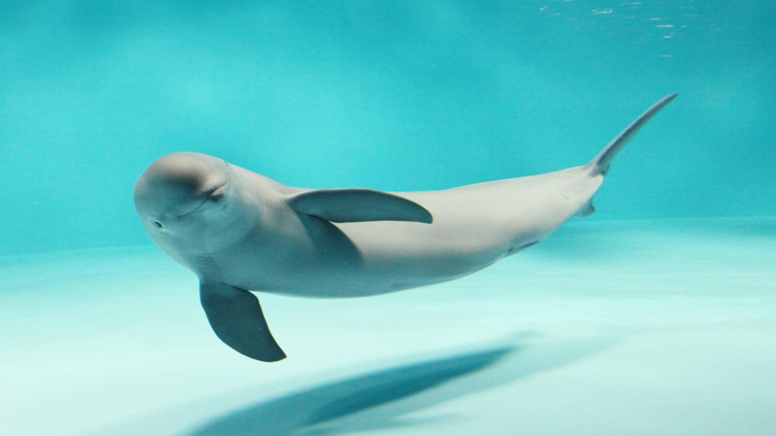 【宮島水族館】西日本有数の規模・展示内容を誇る「宮島水族館」。