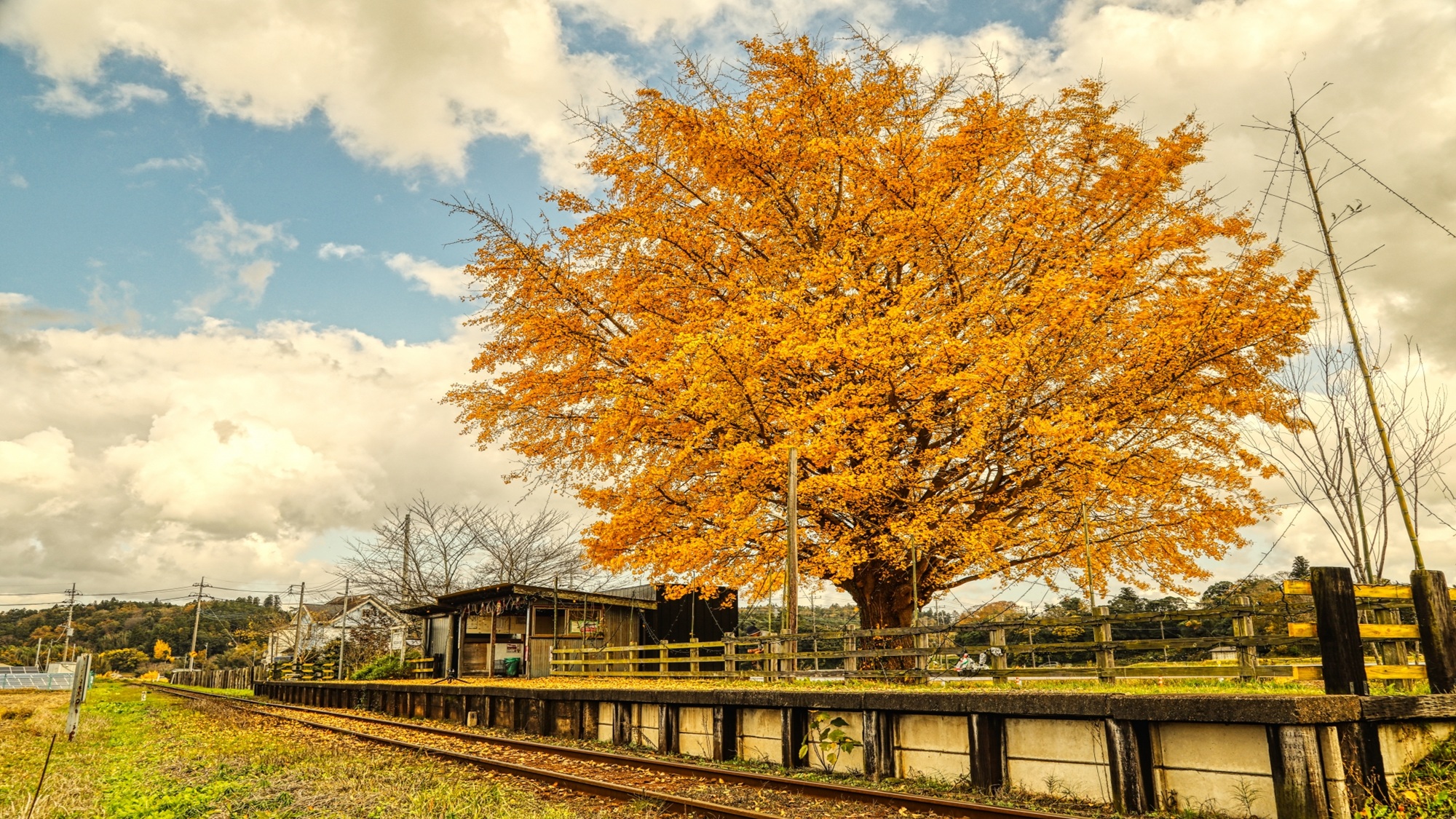 上総久保駅と銀杏
