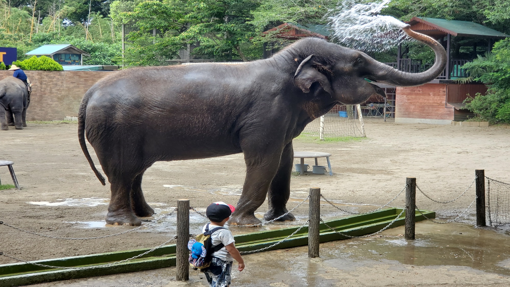 市原ぞうの国・サユリワールド