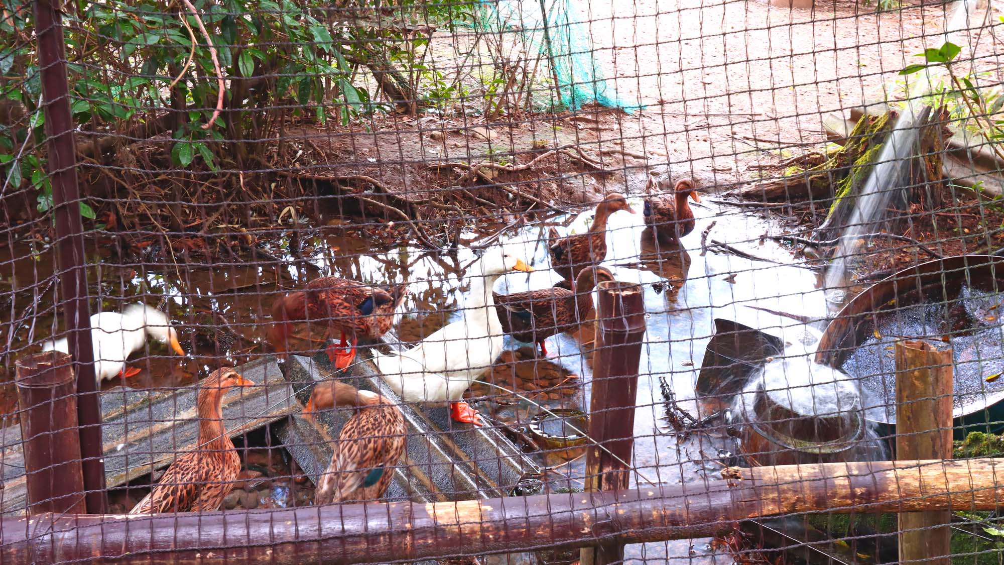 鴨たちもいます♪