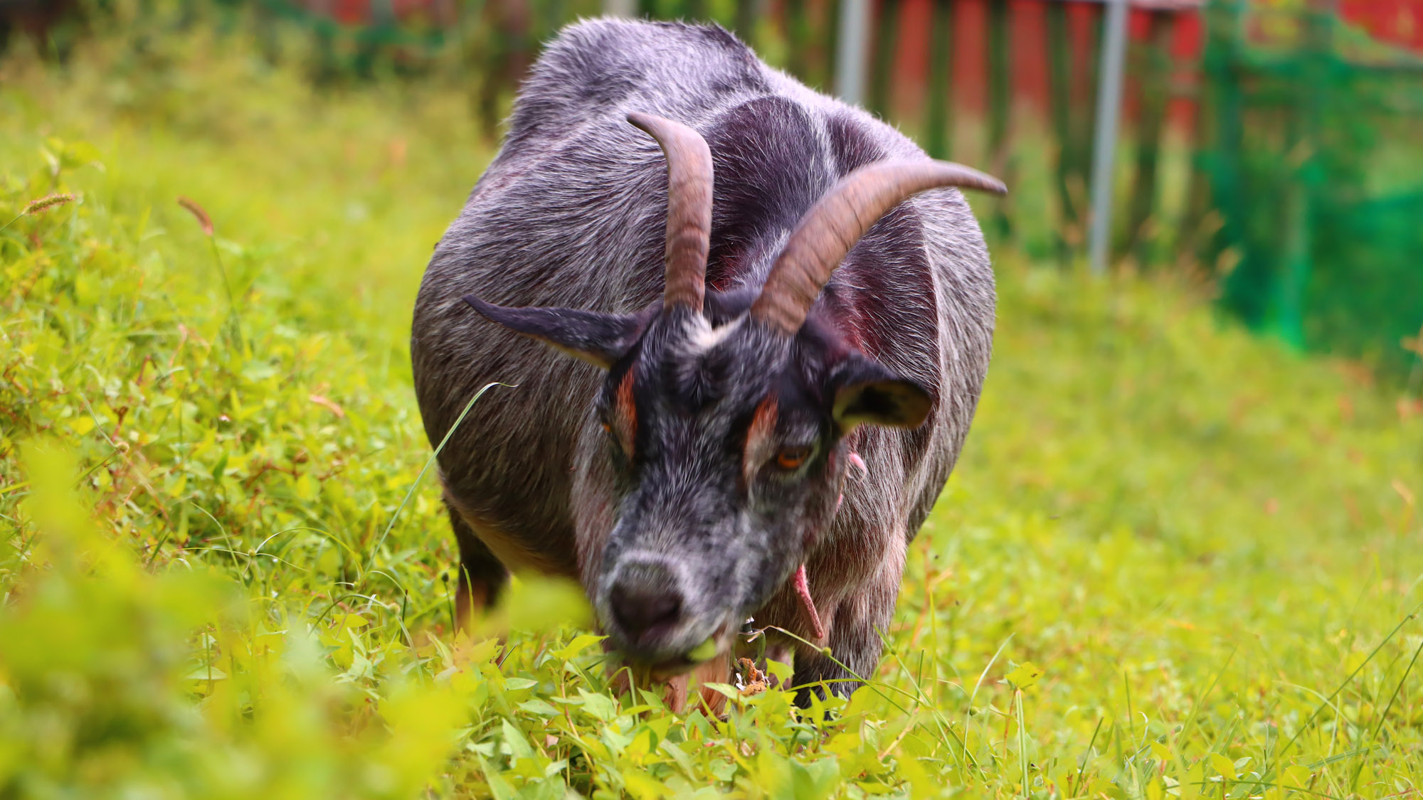 もしゃもしゃ食べるヤギさん♪