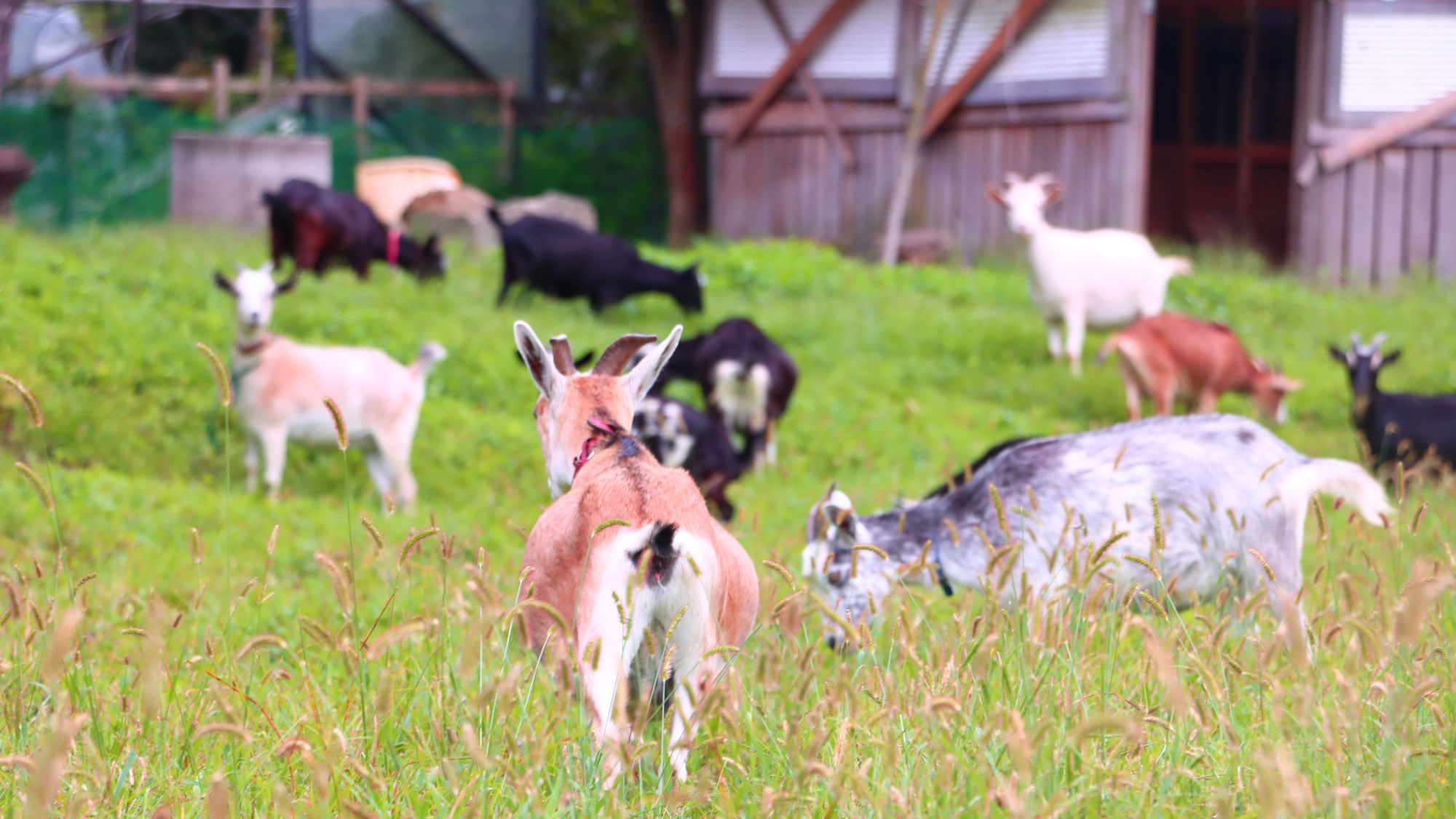飼育数はなんと10匹以上！！