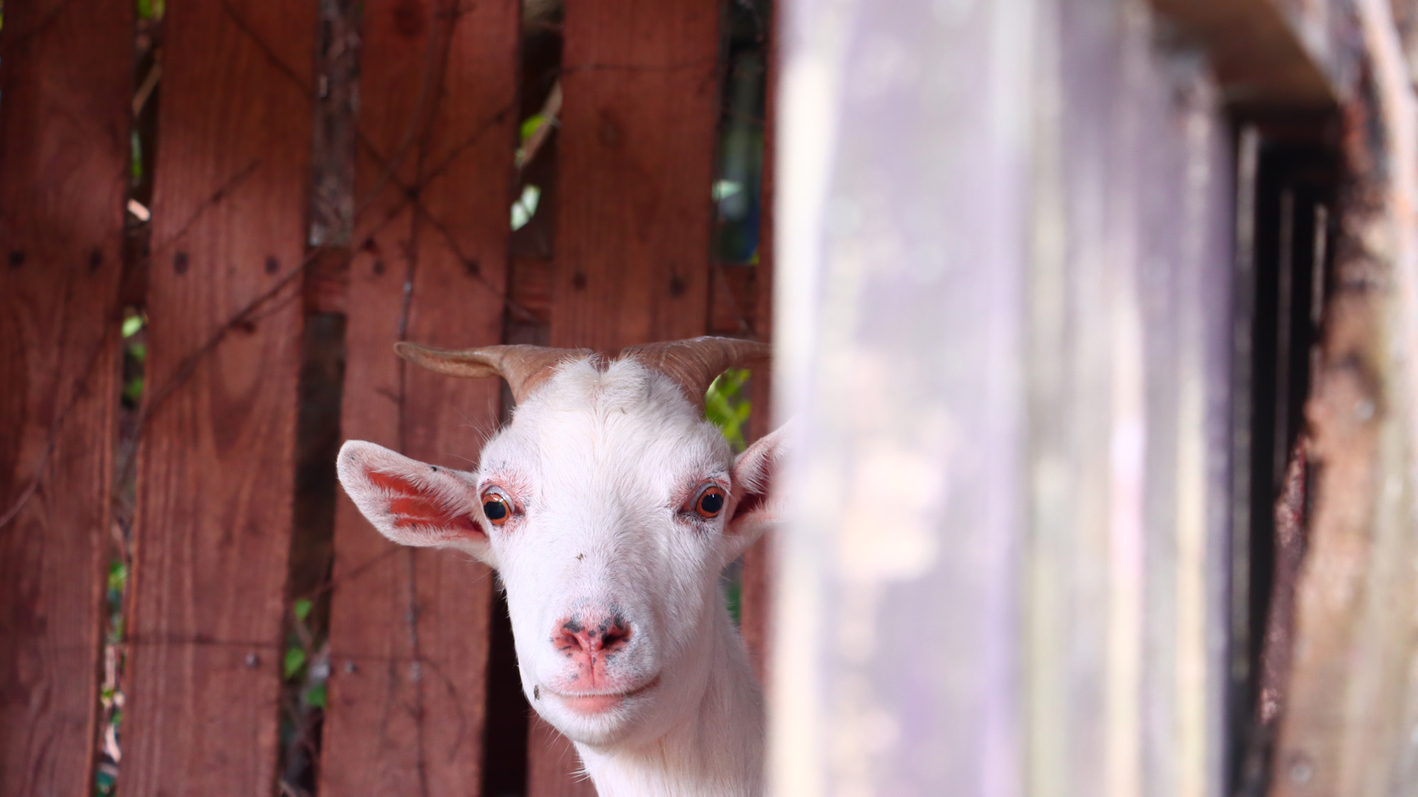 【宿の動物】ヤギ