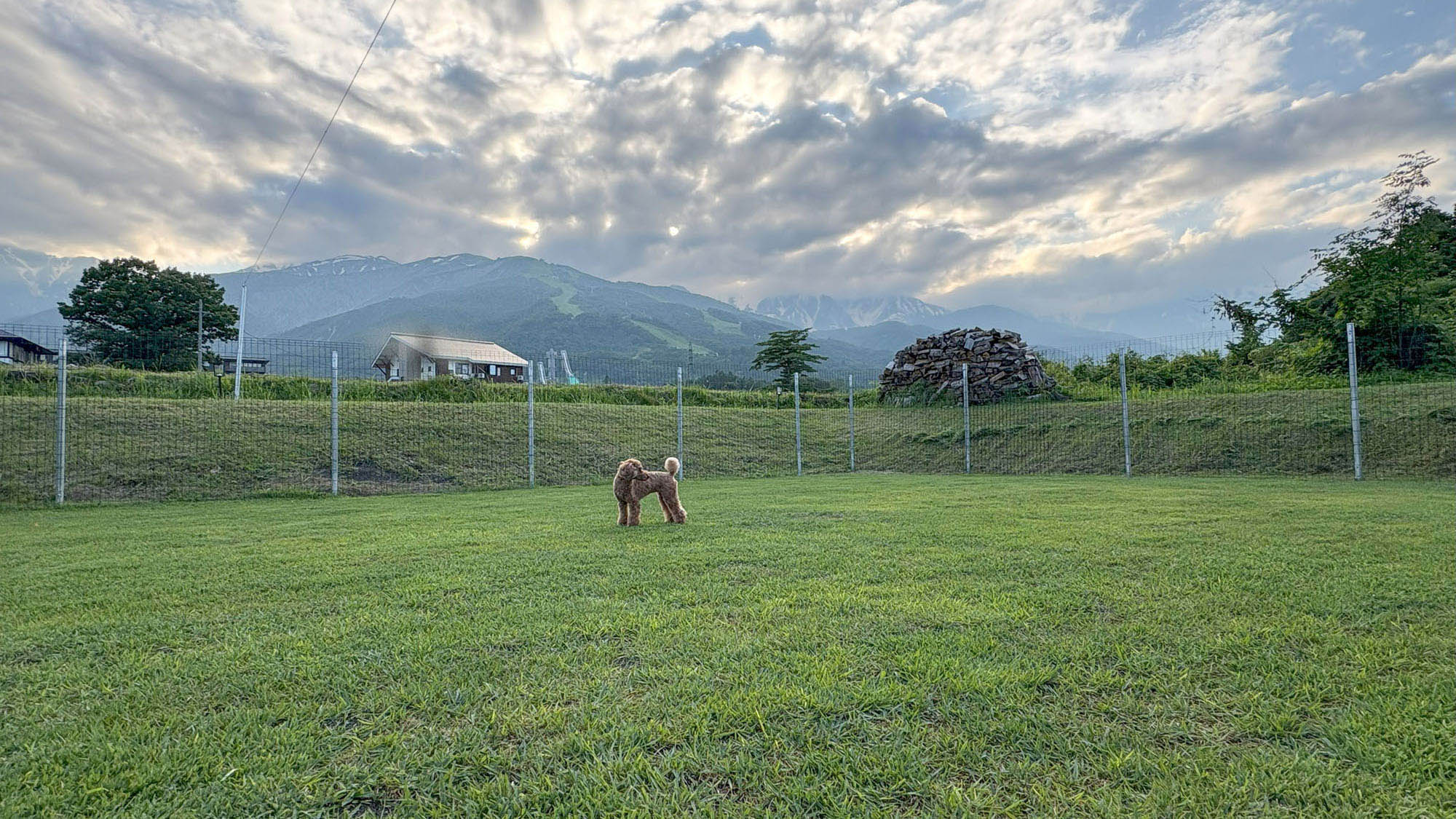 ・【ドッグラン】大切な家族のワンちゃんも大喜び！天然芝のドッグランを思う存分走り回れます