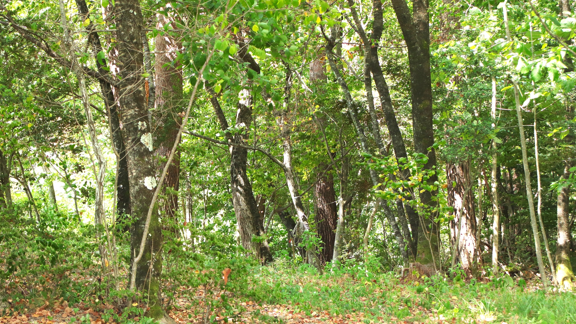 木々に囲まれこころもリラックス