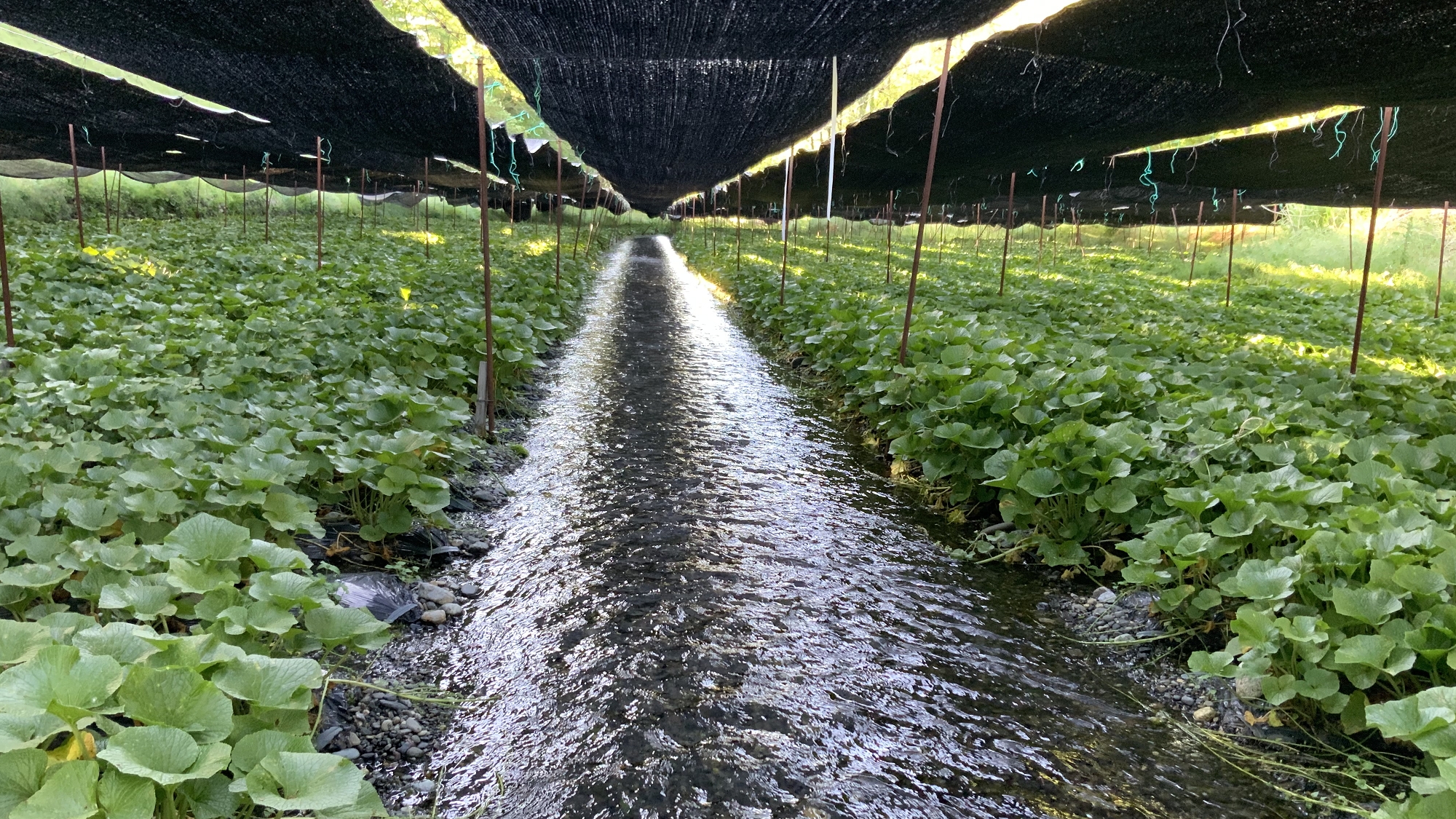 大王わさび農場　当館からお車で約15分