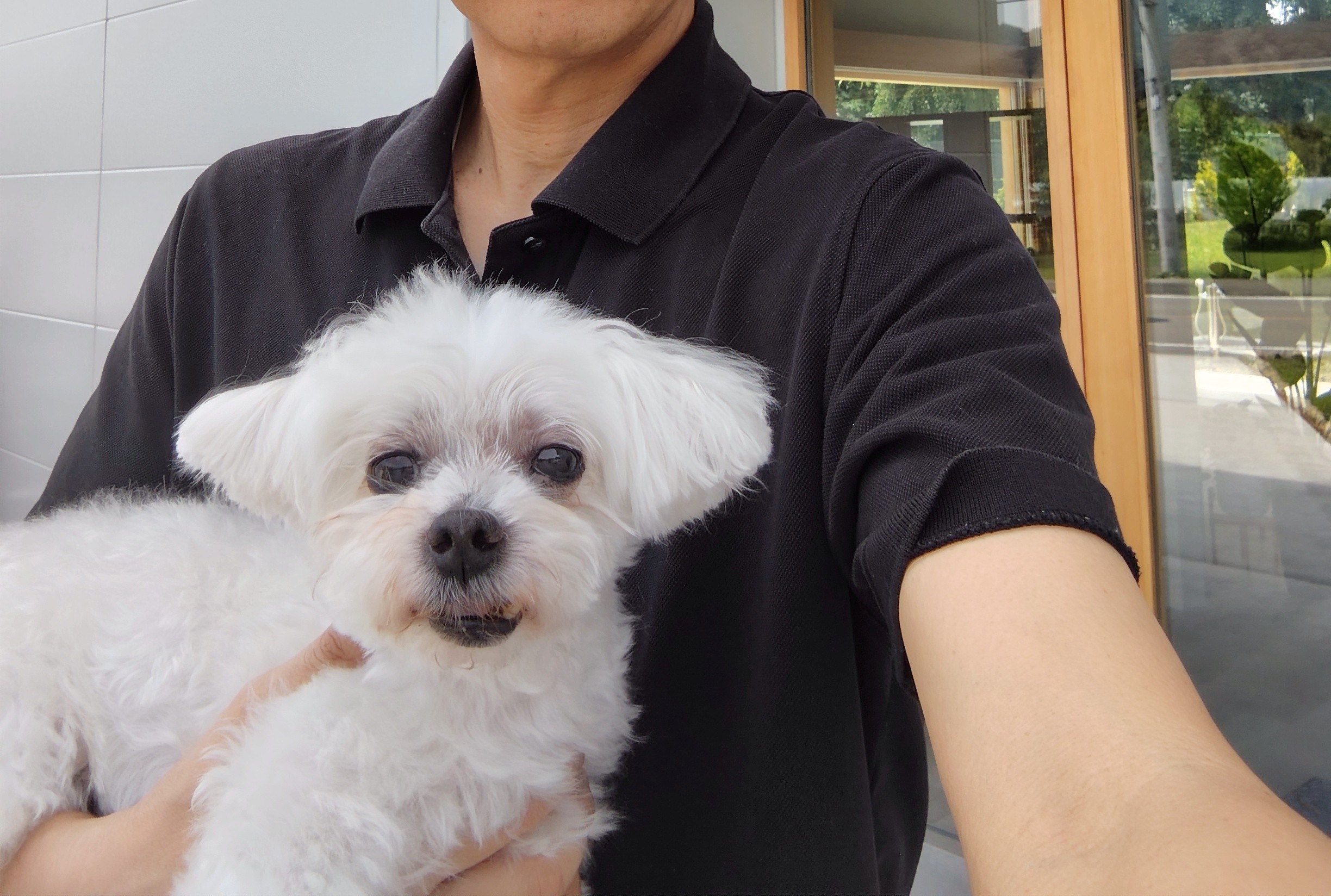 看板犬アップ