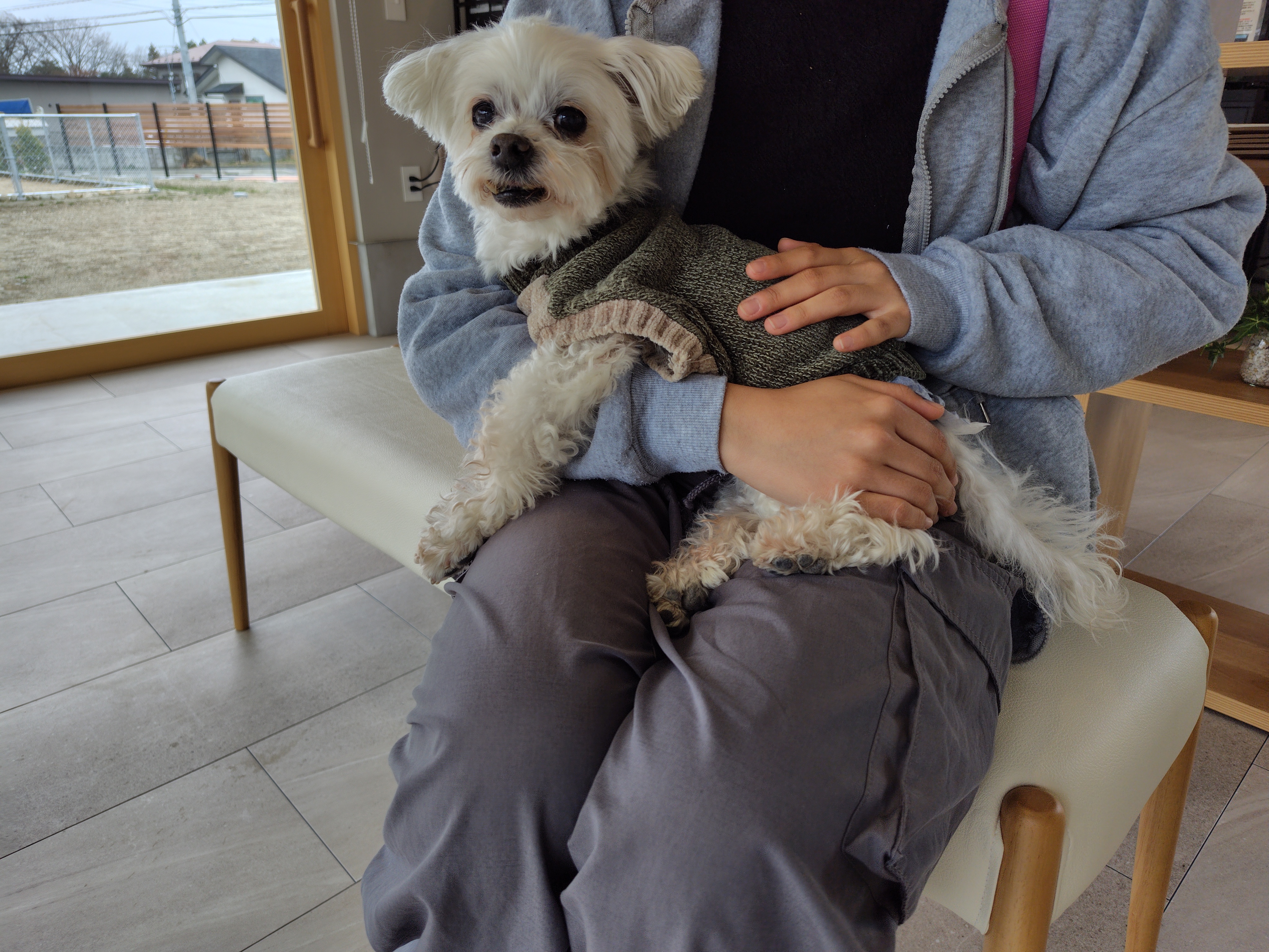 看板犬抱っこ①