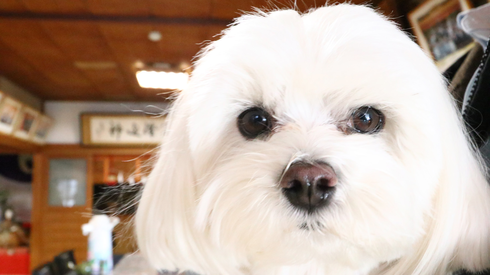 看板犬のぱんちゃん*