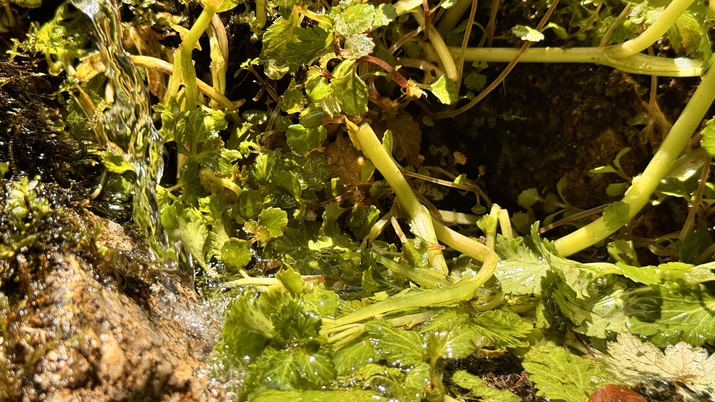 【素泊まり】「森のサウナ」薪ストーブのサウナと天然水の水風呂で心も体もリフレッシュ☆