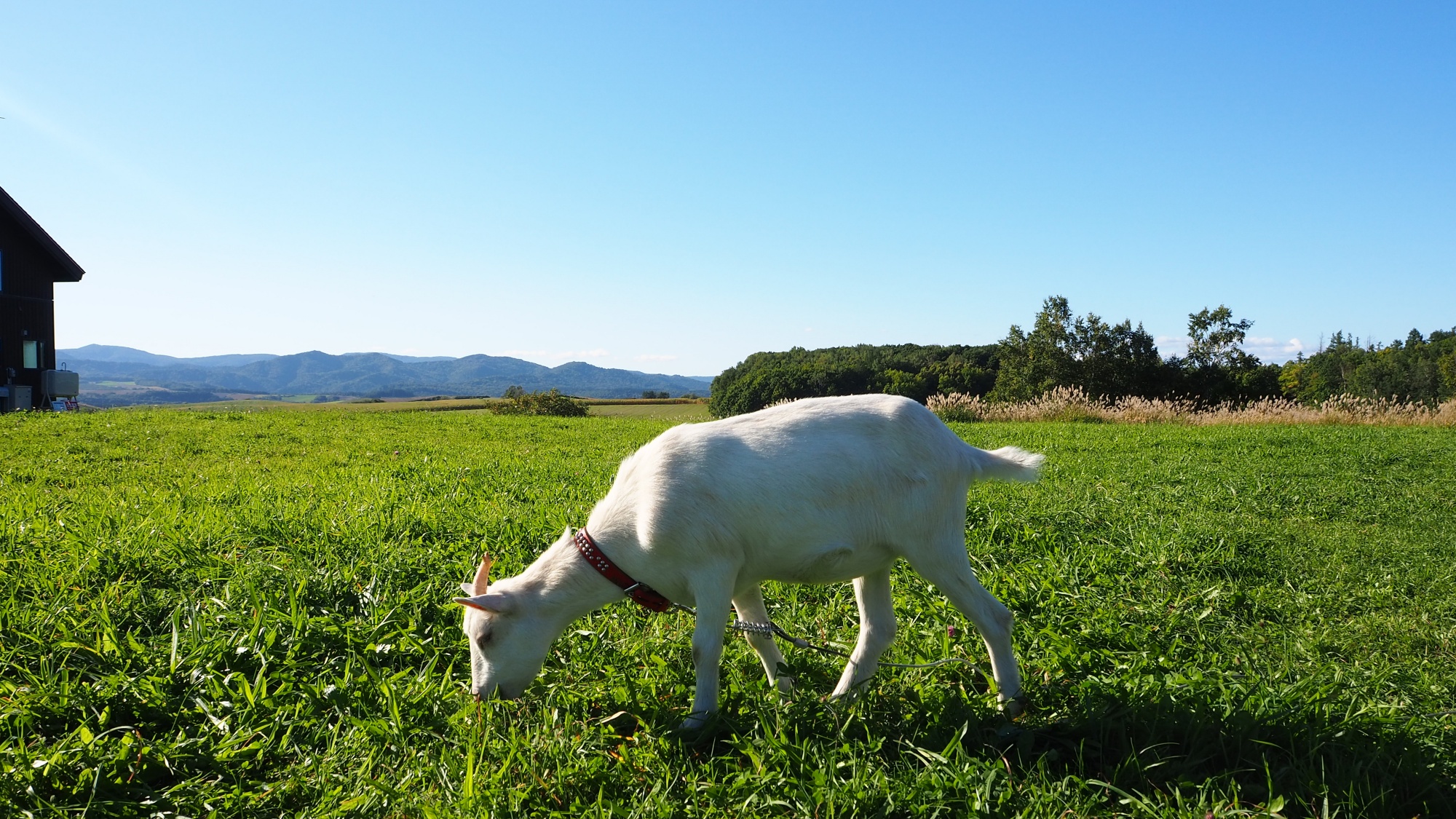 【周辺】TAKARAチーズ工房。車で約15分(写真はイメージです)