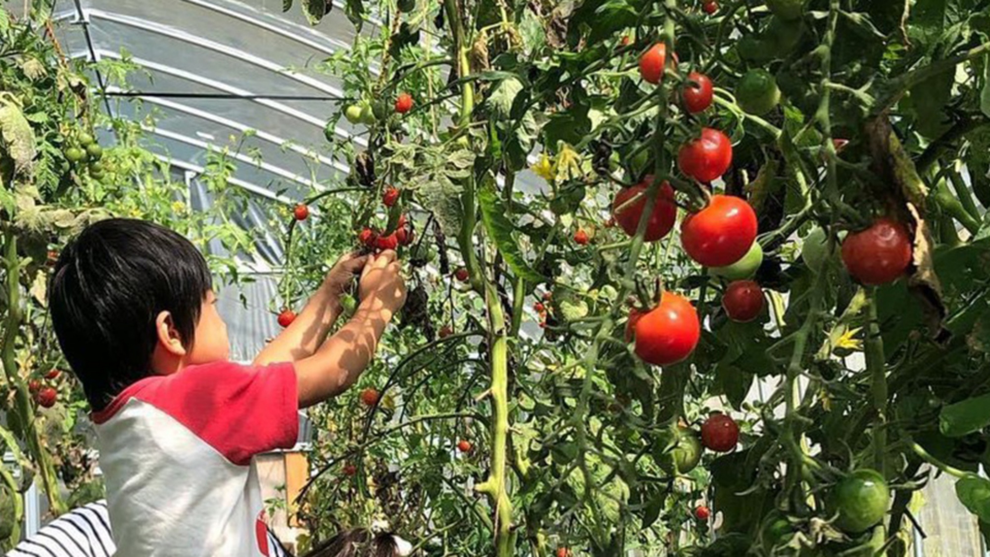 ☆地産地消。売木村の新鮮食材をお楽しみください