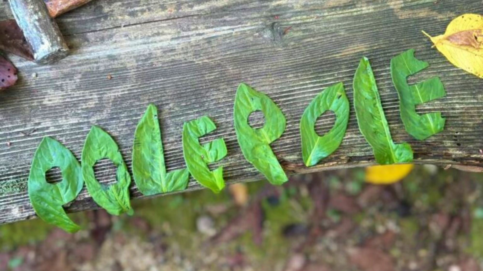 ☆【農家ゲストハウスポレポレ】自然あふれる売木村