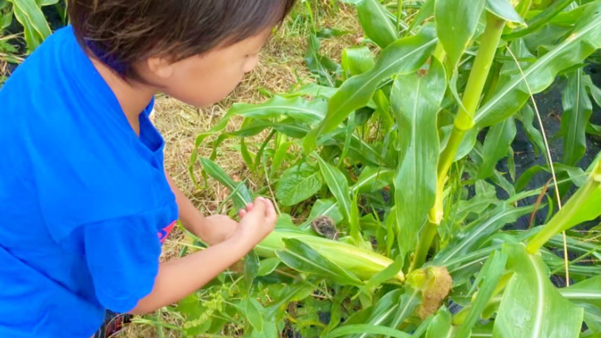 夏はとうもろこしの収穫体験もできます♪