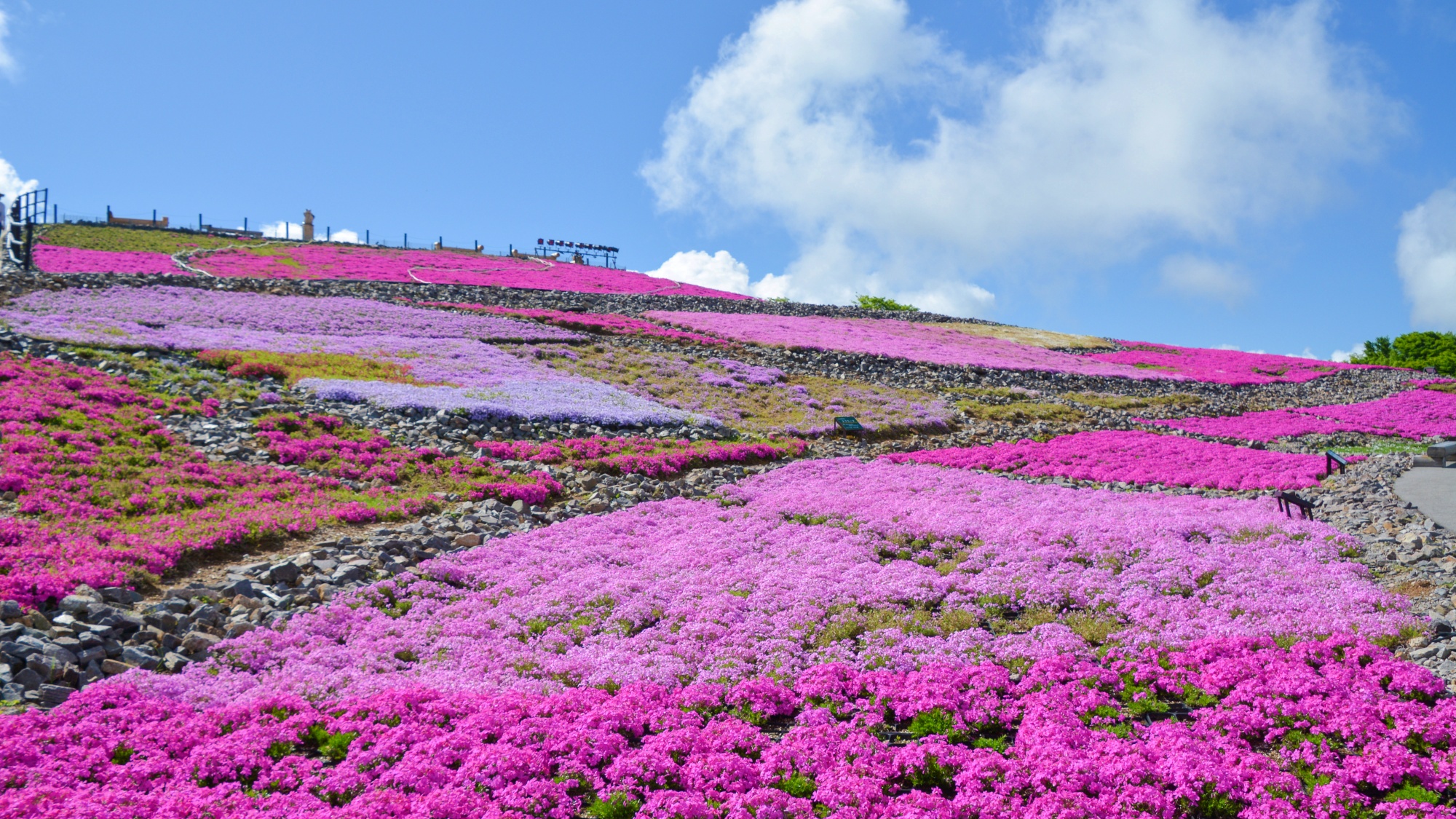 【周辺】茶臼山高原。春には一面に芝桜が広がります。車で約25分