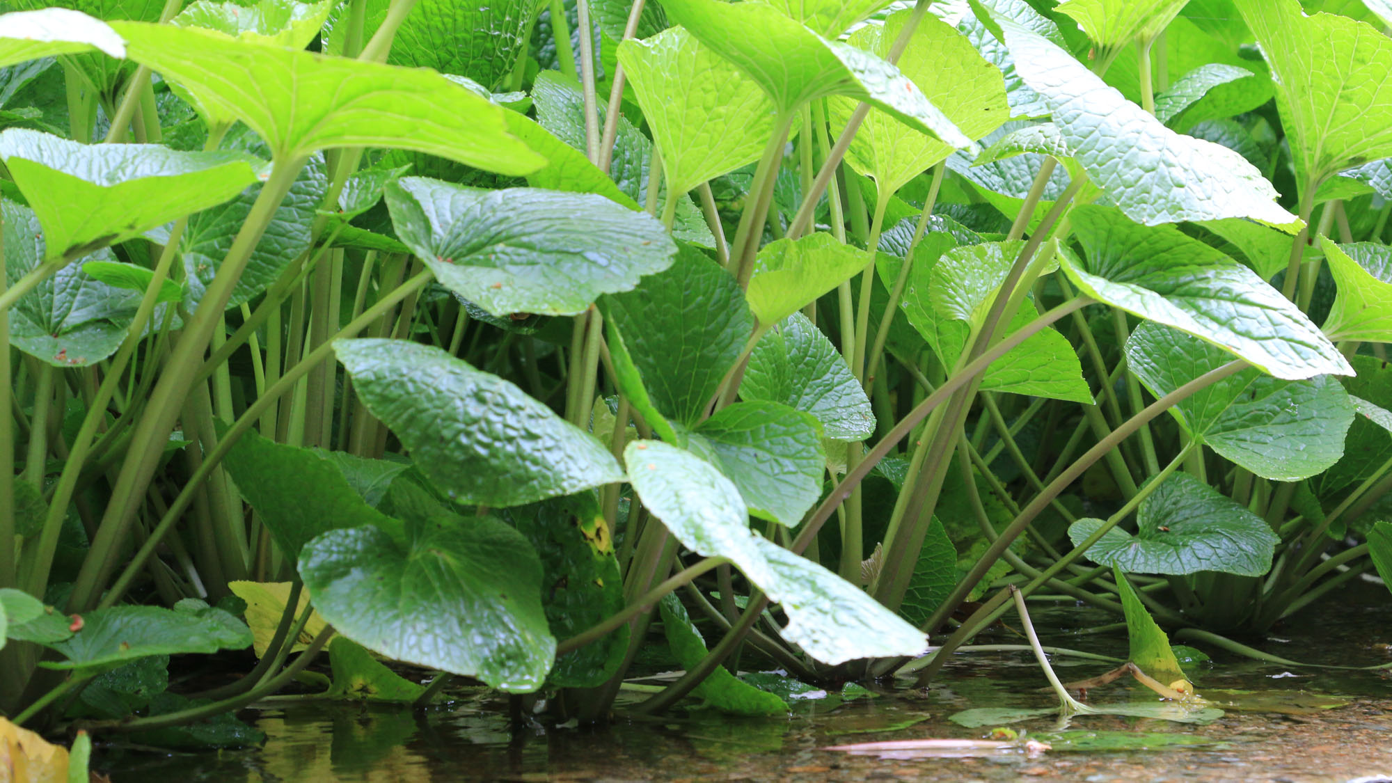 【わさび園】藤井わさび園のわさび①*