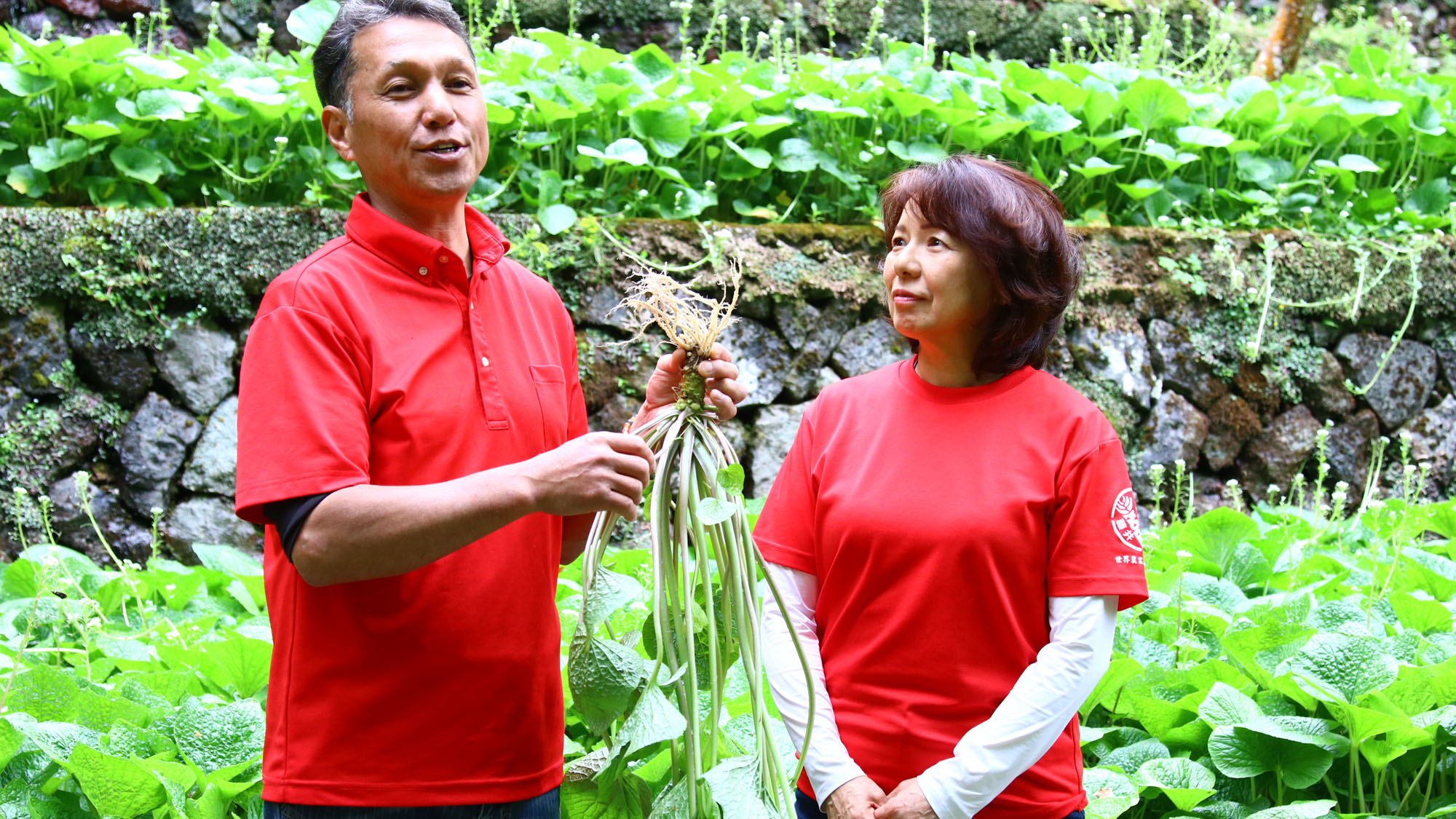 【体験】わさび沢見学ツアー　*
