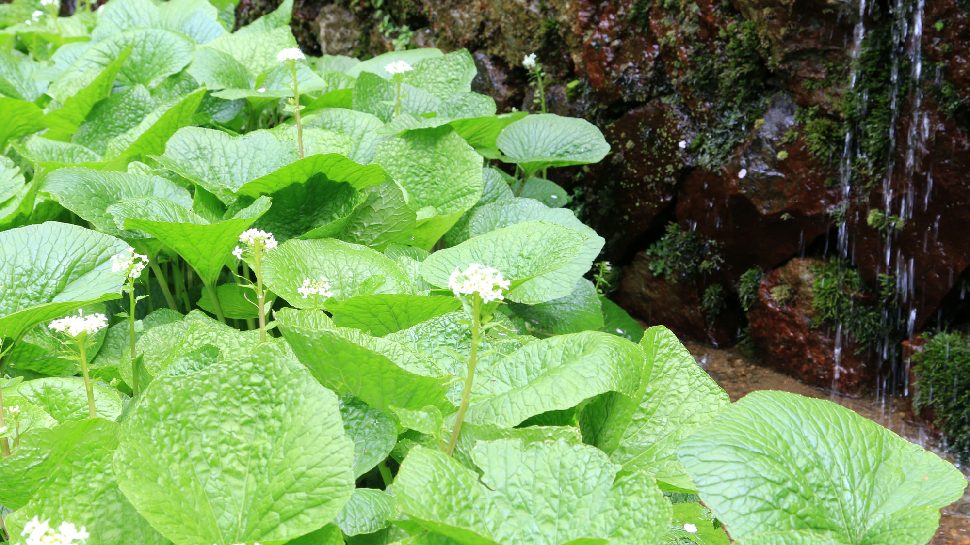 【わさび園】藤井わさび園のわさび③*