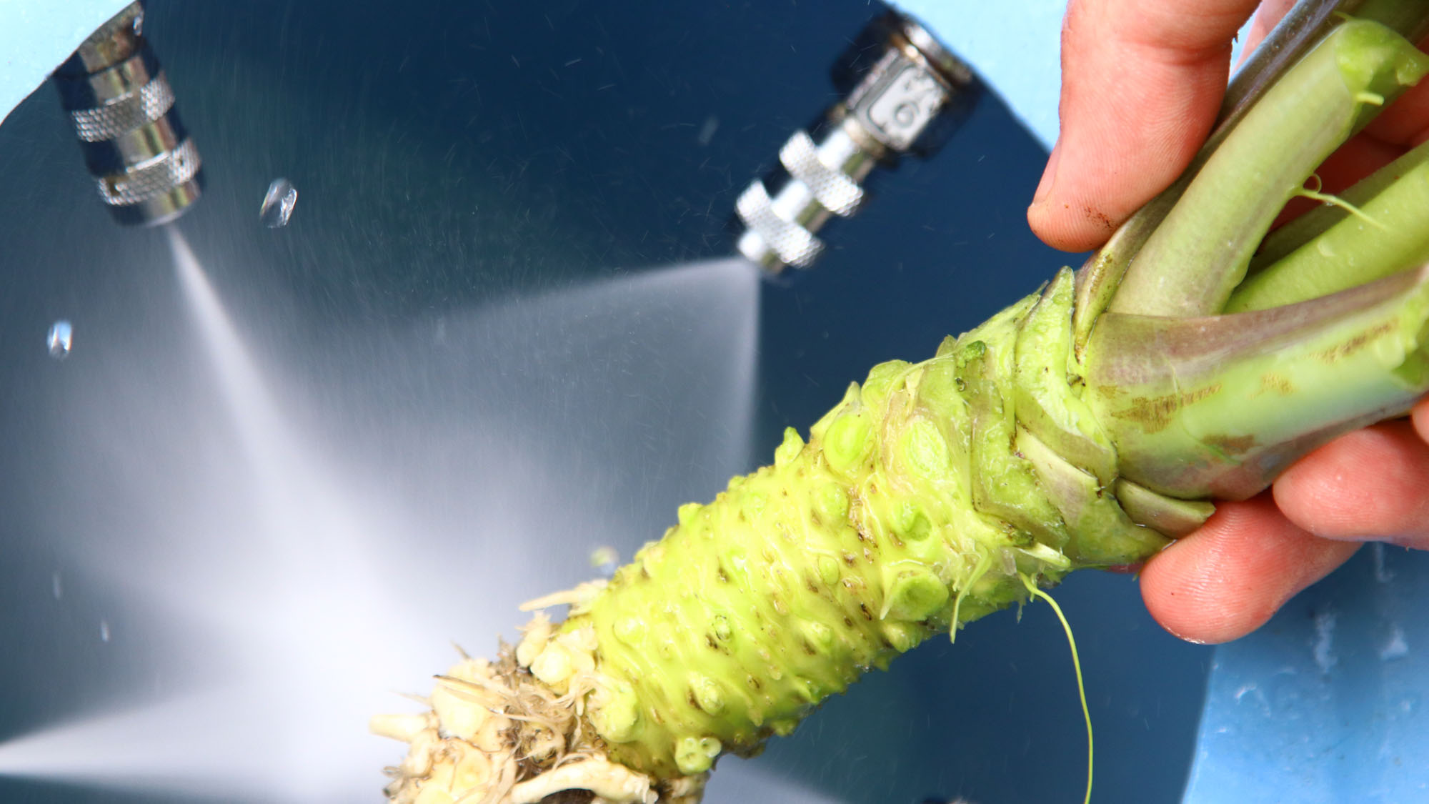 【わさび農家体験】わさびを洗う*