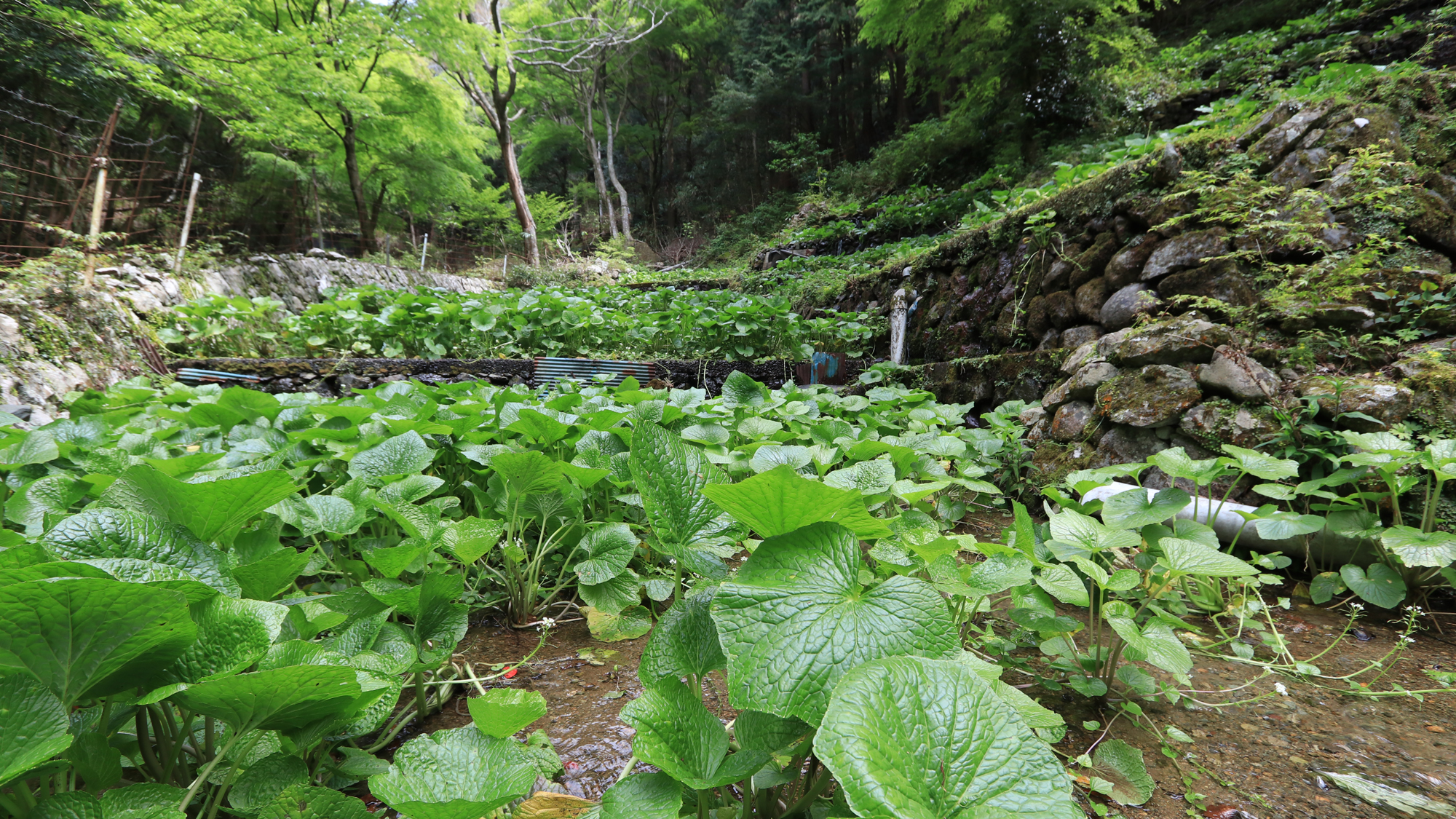 新緑に広がるわさび畑