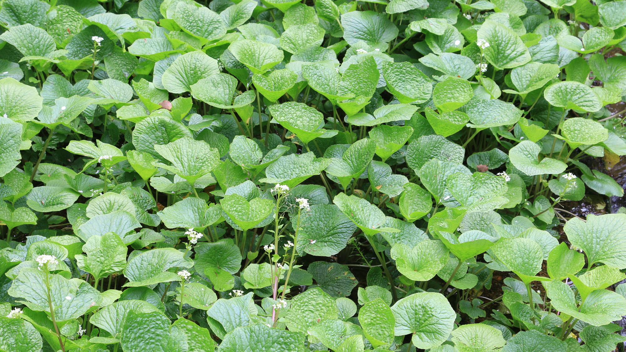 【わさび園】藤井わさび園のわさび②*