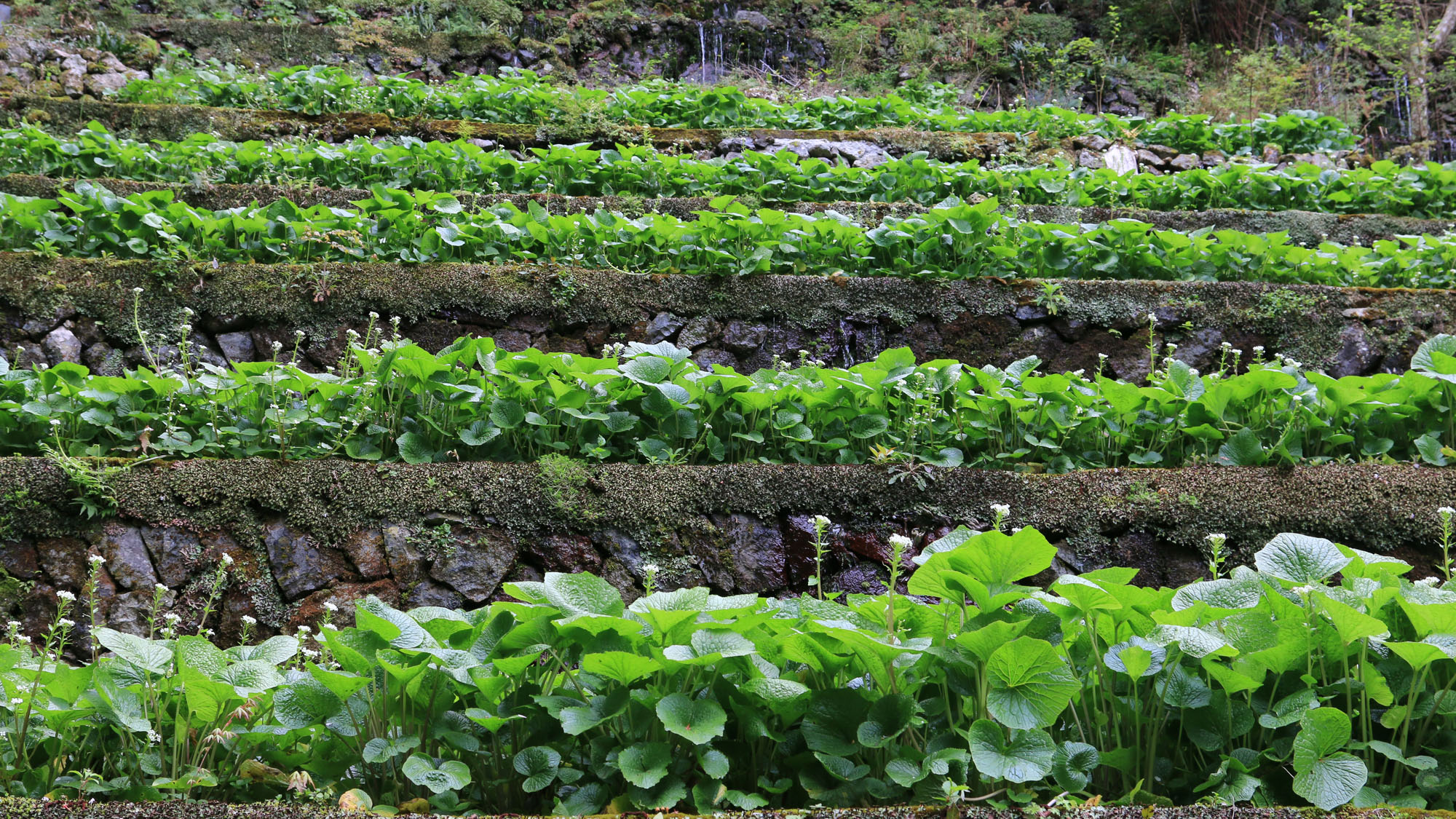 【わさび園】藤井わさび園のわさび沢②*