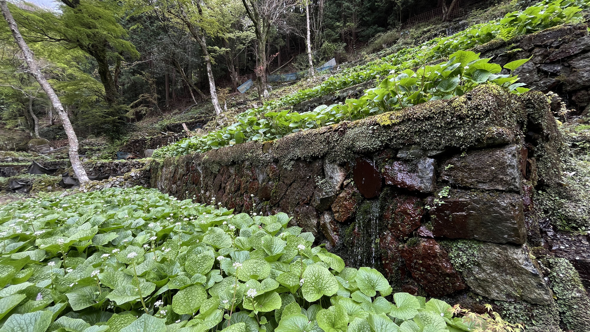 【わさび園】藤井わさび園のわさび沢①*