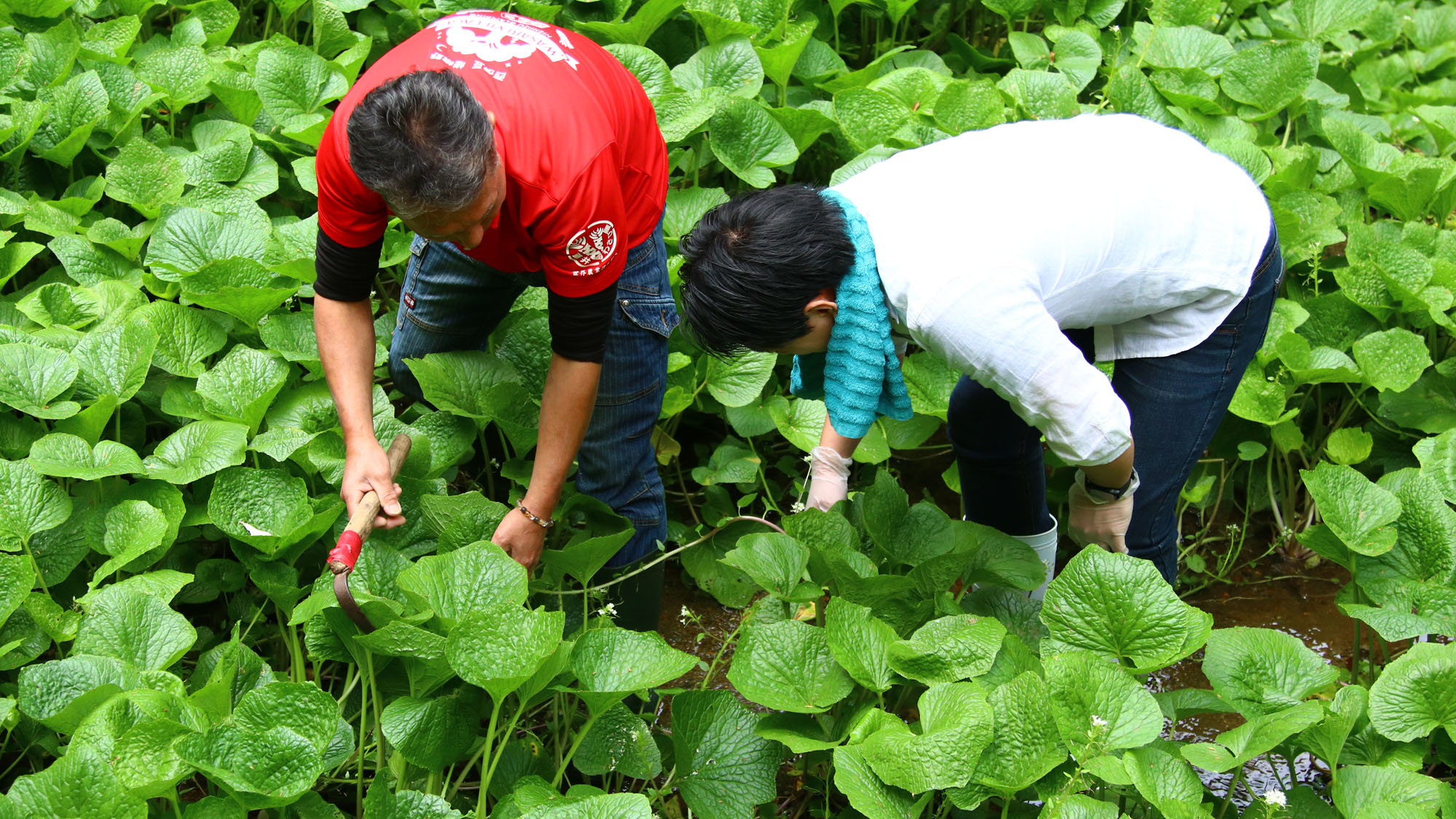 【わさび農家体験】わさびを選ぶ*