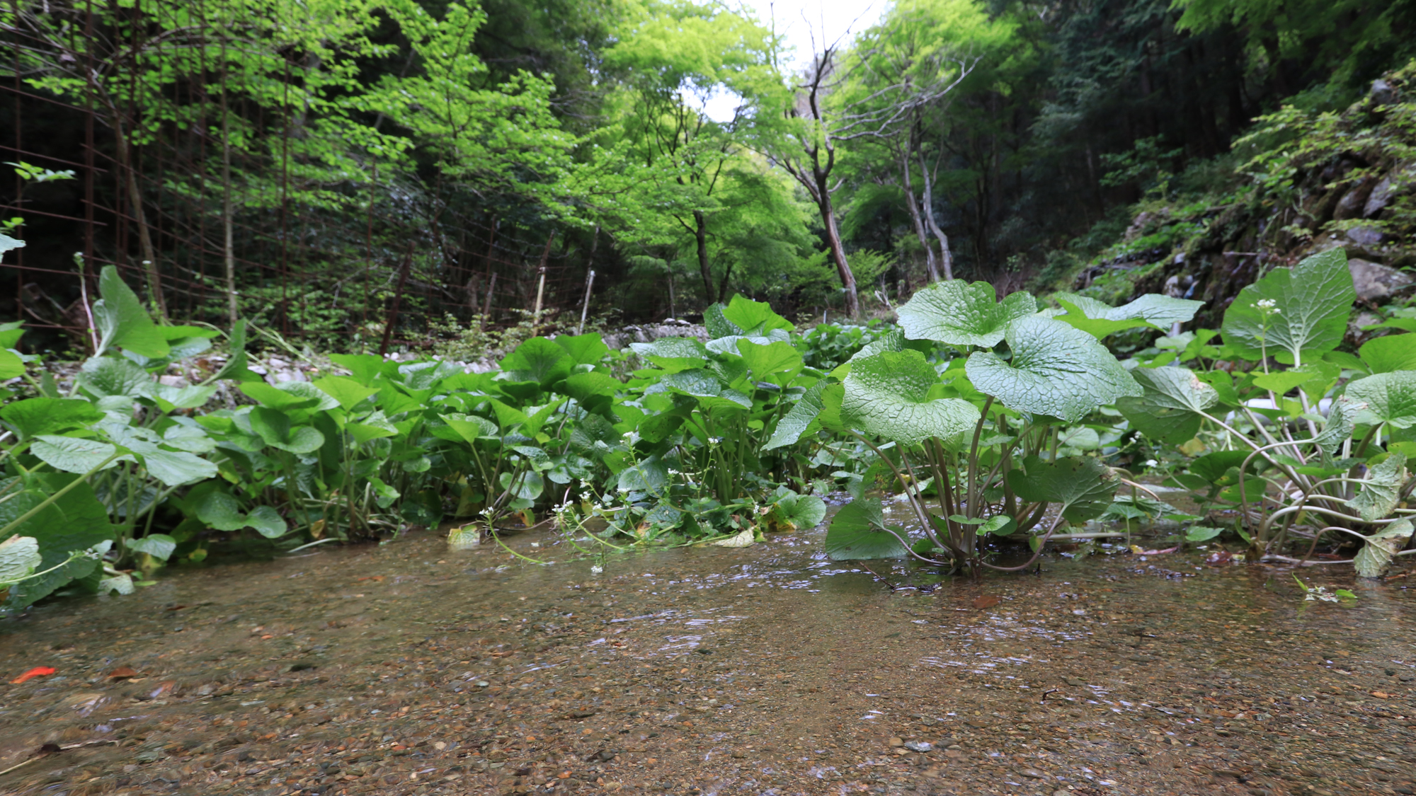 清らかな水と新緑に癒される、わさび畑の風景