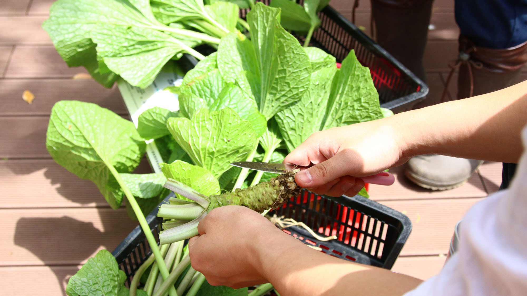 【わさび農家体験】わさびの茎・根とり*