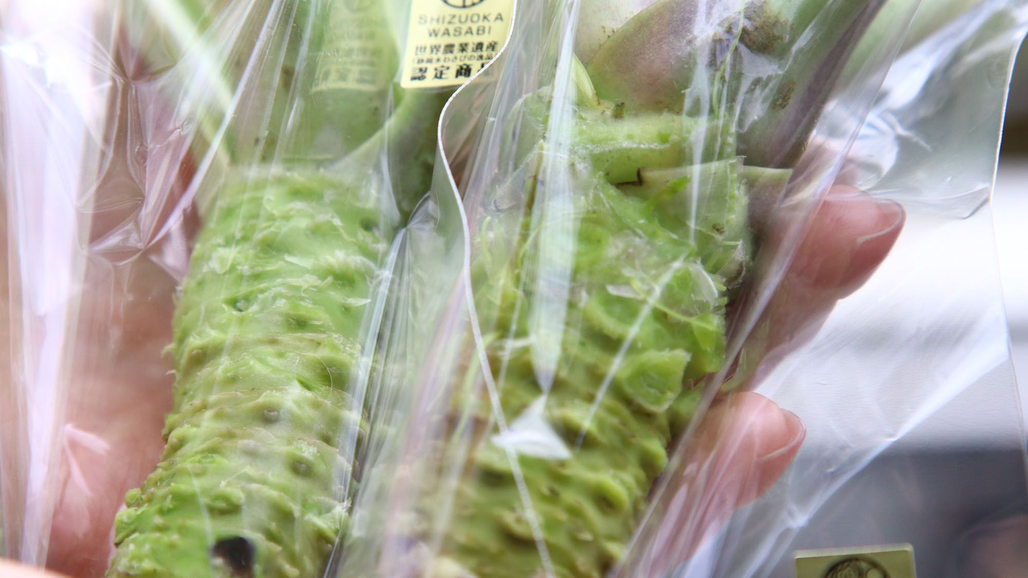 【わさび農家体験】わさびをラッピング*