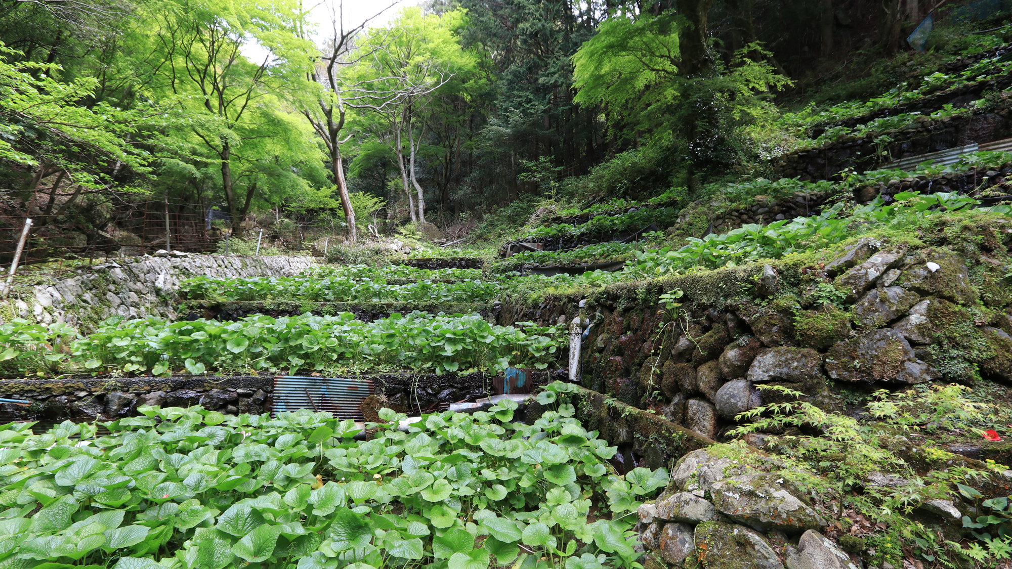 清流と新緑に包まれたわさび畑