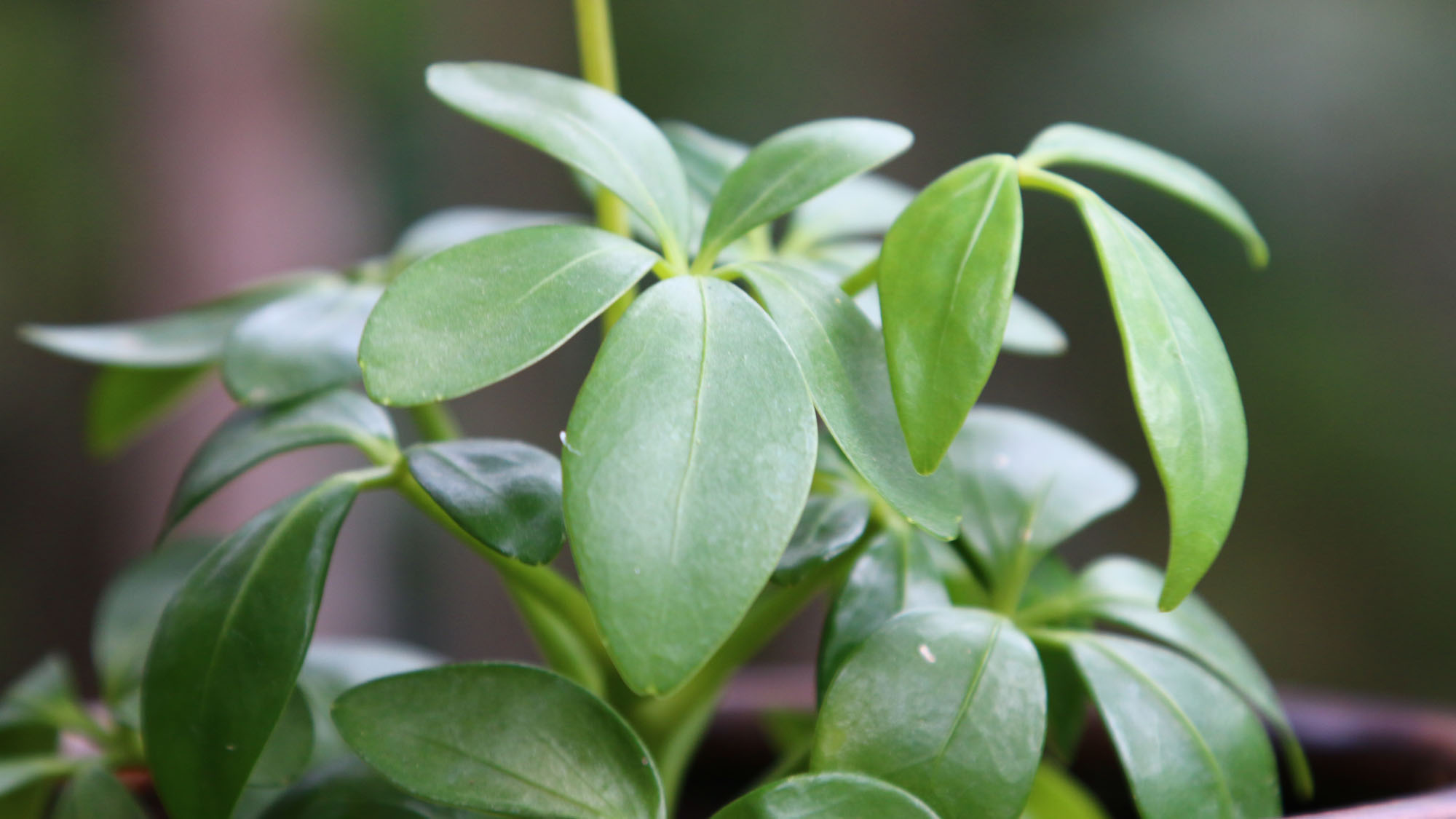 【イメージ】観葉植物*