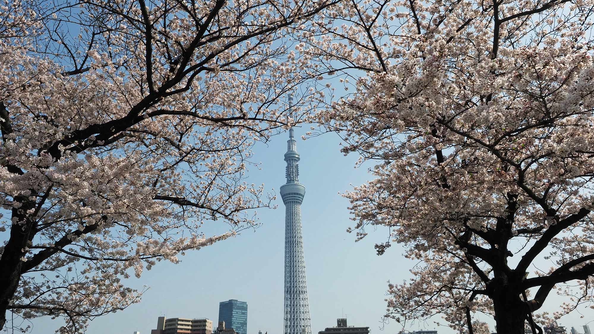 ＨＯＴＥＬ　ＷＩＮＤＳ　ＡＳＡＫＵＳＡ　Ｃａｐｓｕｌｅ　Ｉｎｎ - 写真 89