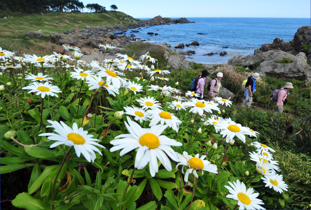 ハマギク　中須賀【9月・10月】