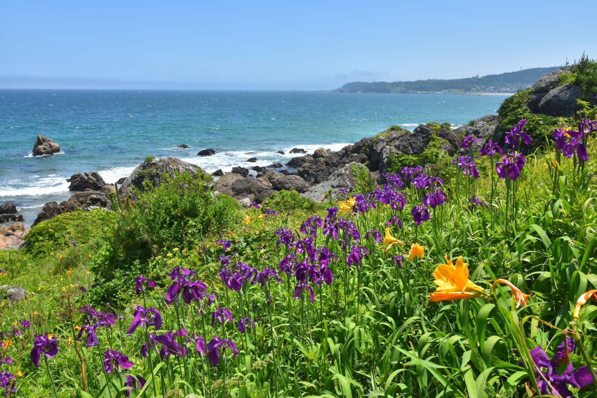 ノハナショウブとキス釜のロゲ