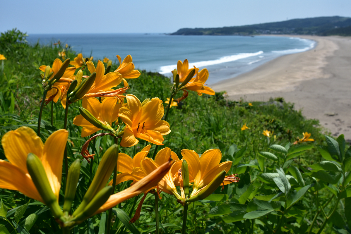 ニッコウキスゲ　大須賀【5月・6月】