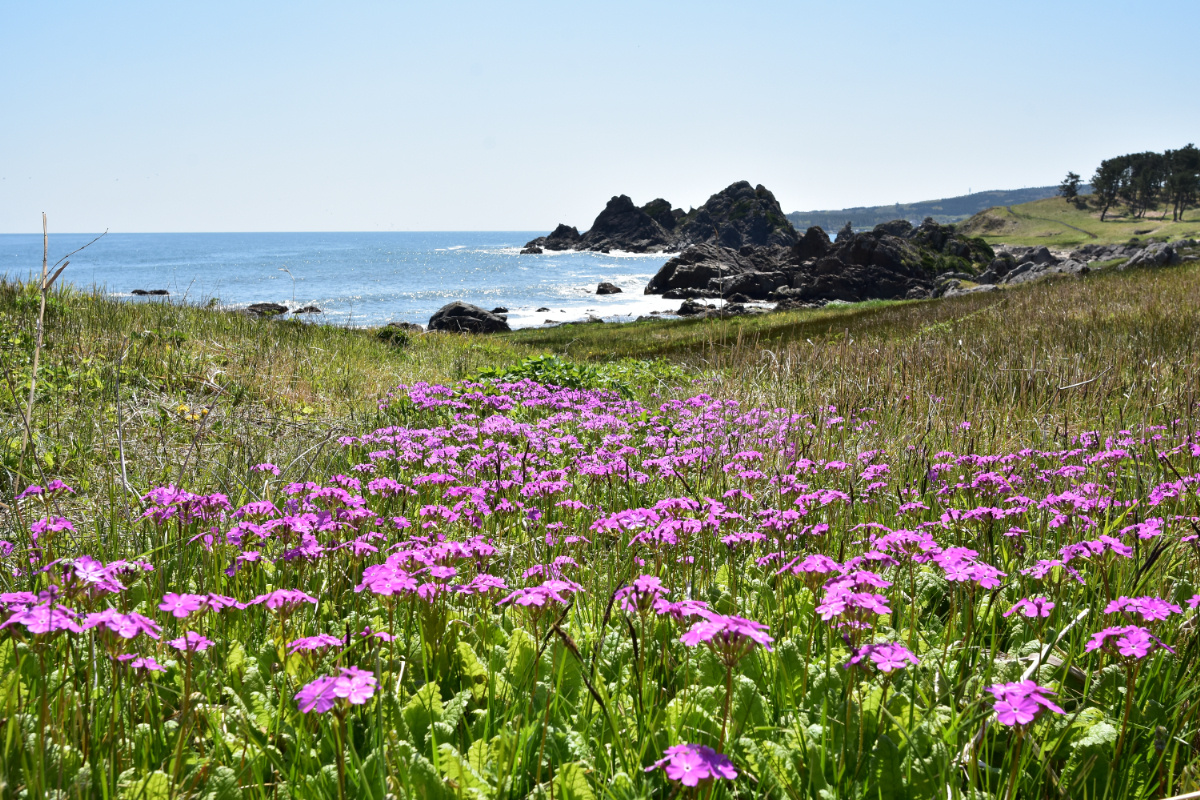 種差海岸の風景