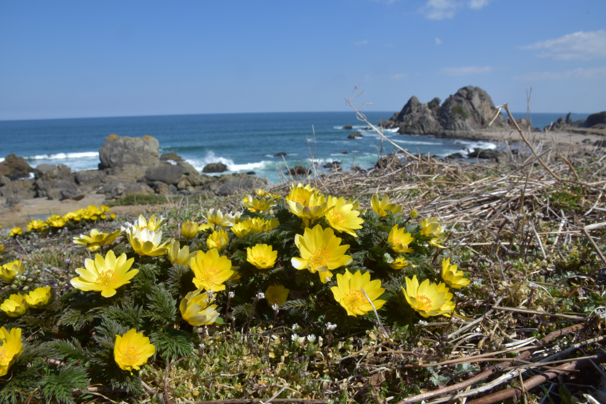ミチノクフクジュソウ　中須賀【3月・4月】