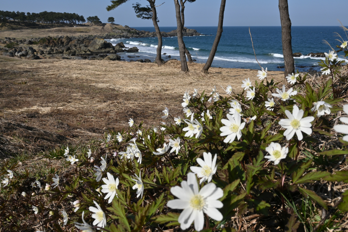 イチゲ咲くころ　中須賀【3月】