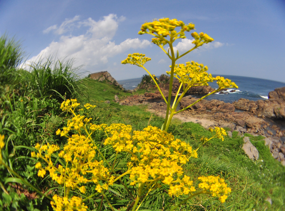 種差海岸の風景