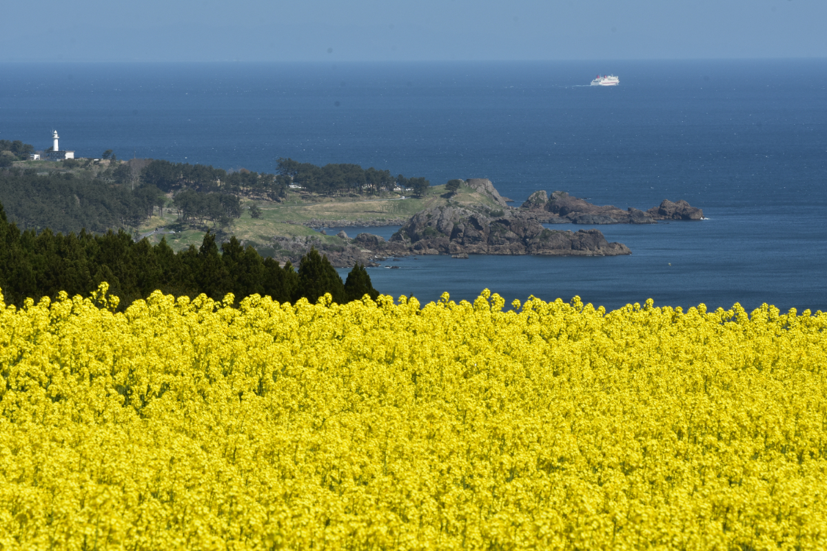 菜の花畑の向こうに大須賀