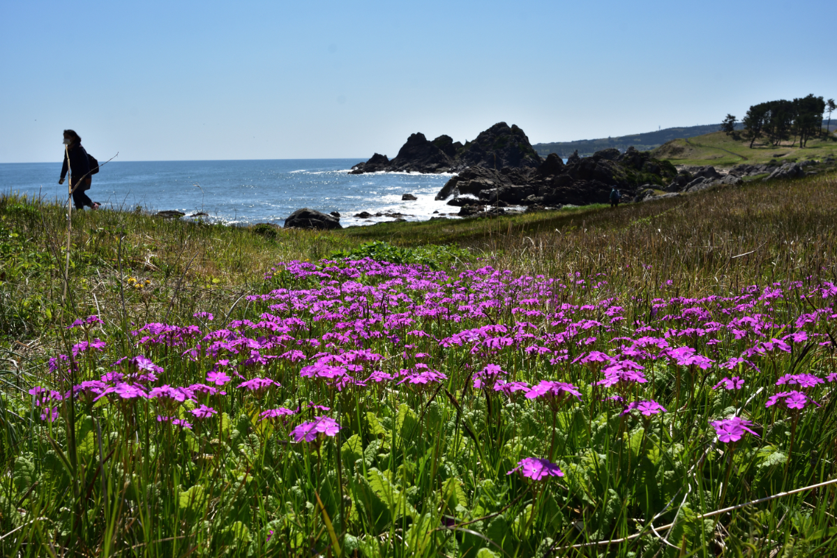 サクラソウ　中須賀【3月・4月】