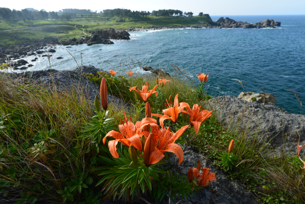 スカシユリ　中須賀【7月・8月】