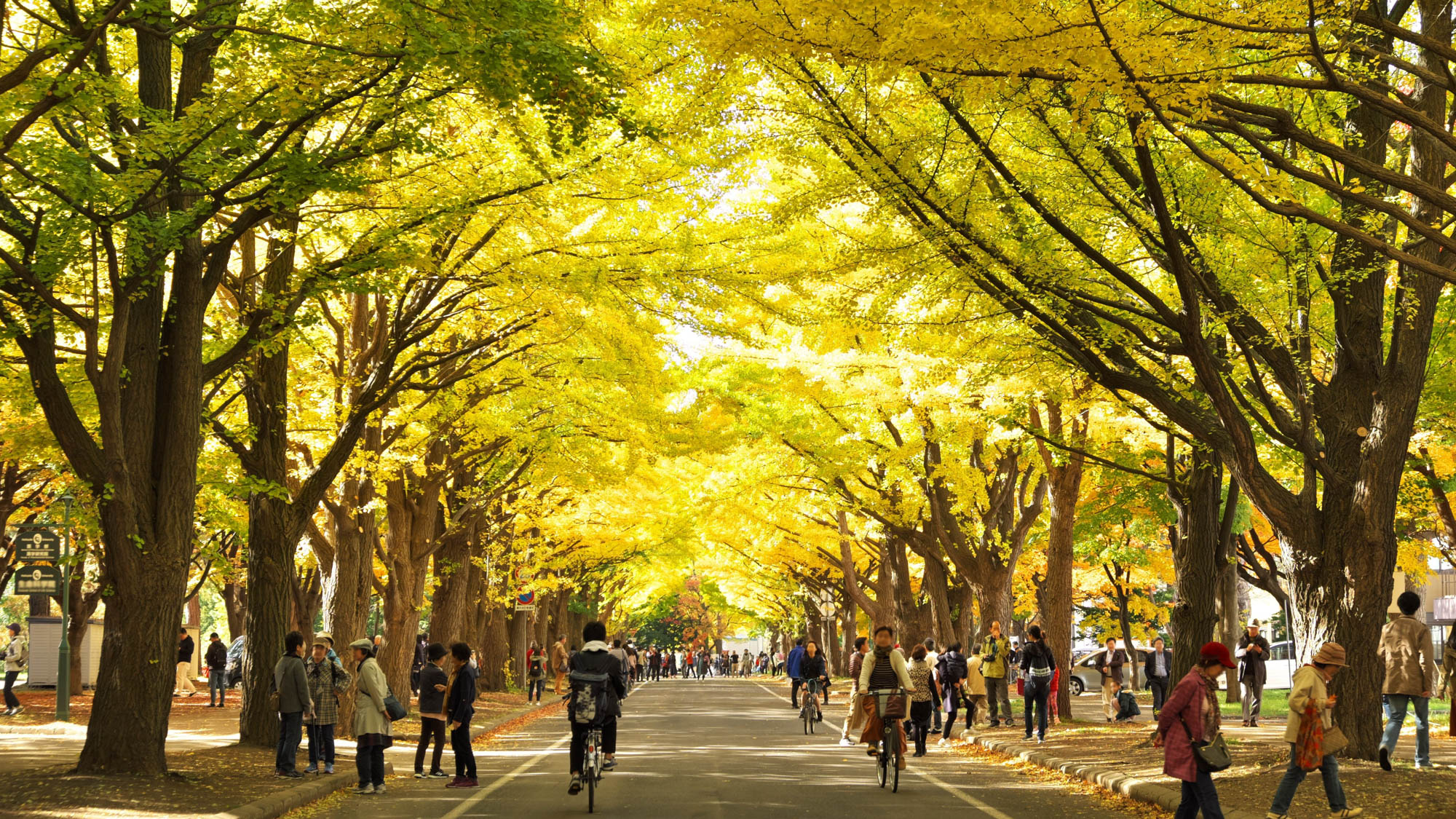 四季の風を感じながら、北海道大学の並木を歩く。