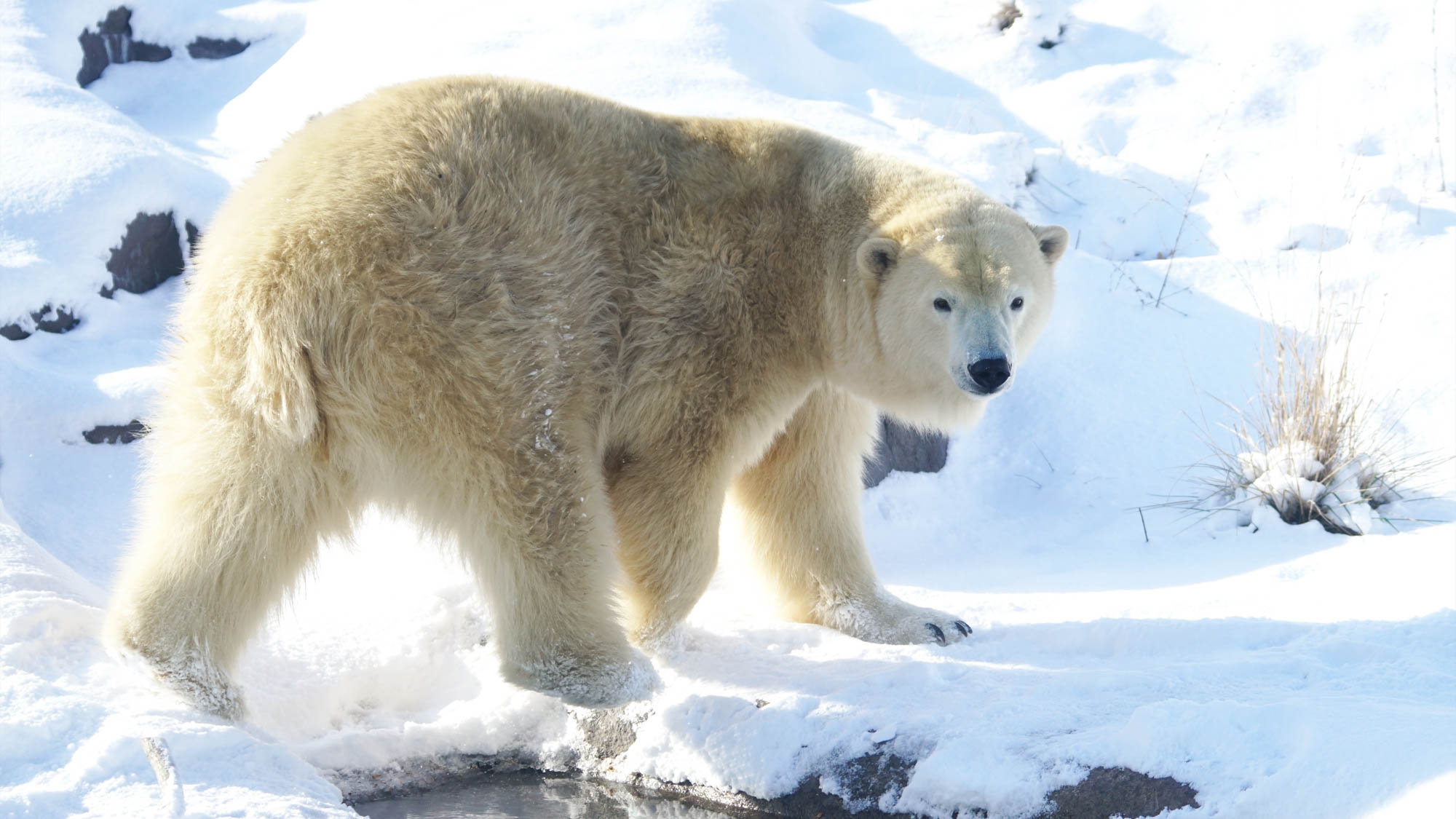 北の大地を体現する、札幌・円山動物園のホッキョクグマ