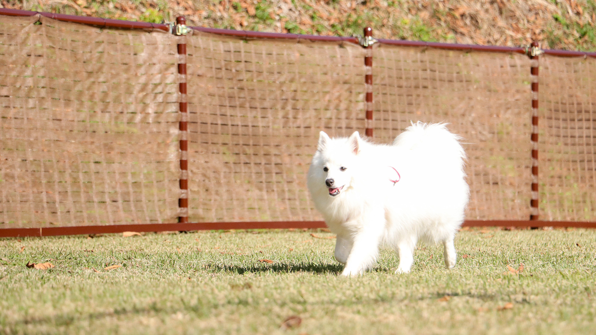 #ドッグラン　足腰への負担も少なく、元気いっぱいのワンちゃん達にとって理想的な遊び場です。