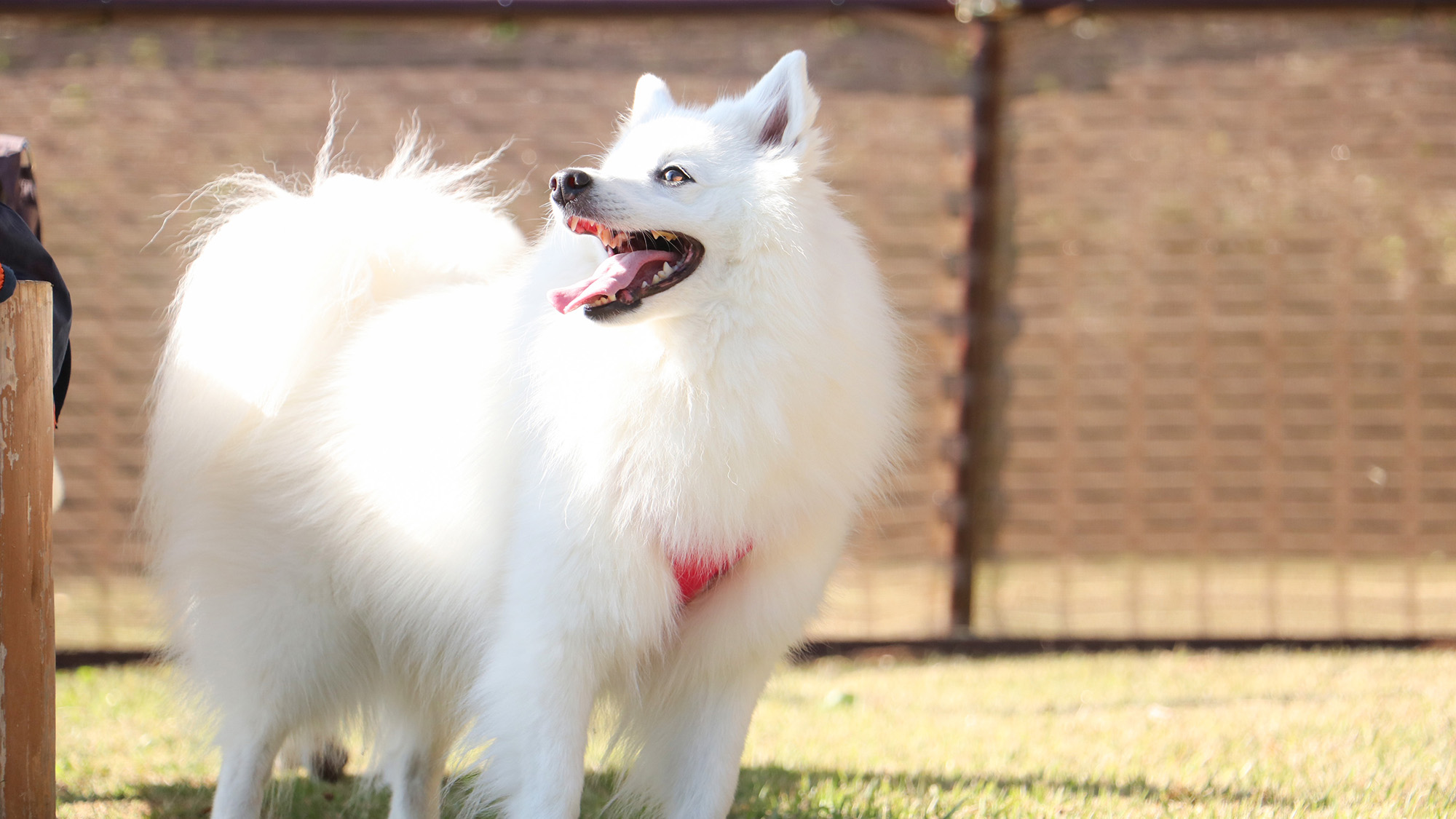 #ドッグラン　愛らしい姿はドッグランでの楽しいひとときを物語っています。