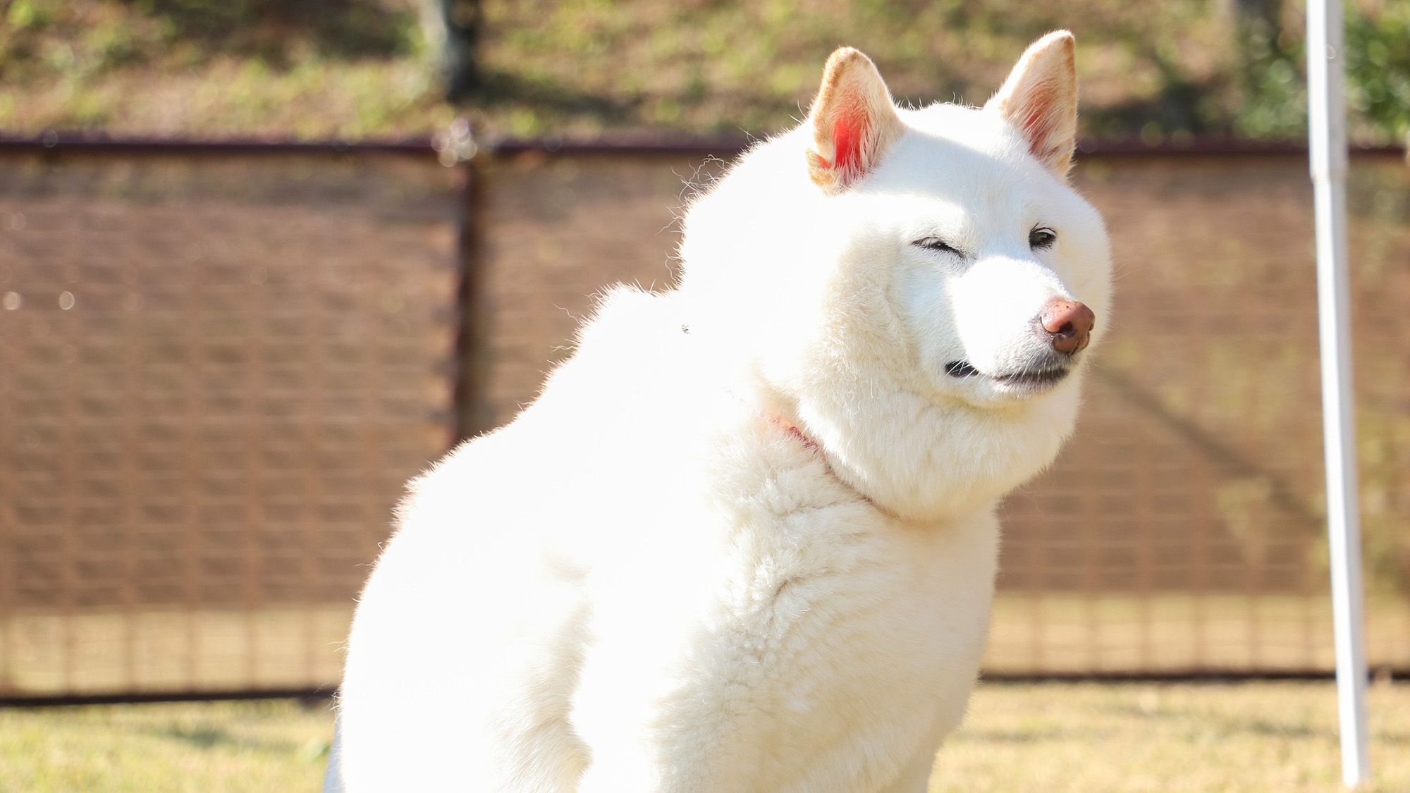 #ドッグラン　那珂川グリーンヒルのドッグランで、愛犬と最高の休日をお過ごしください！